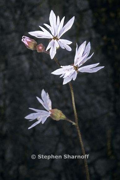 lithophragma parviflorum var parviflorum 1 graphic